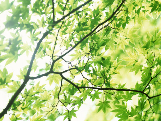 33824 (a): :1600x1200